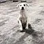 A young medium-sized male Golden Black Mouth Cur dog named Mercury for adoption in Jacksonville, TX