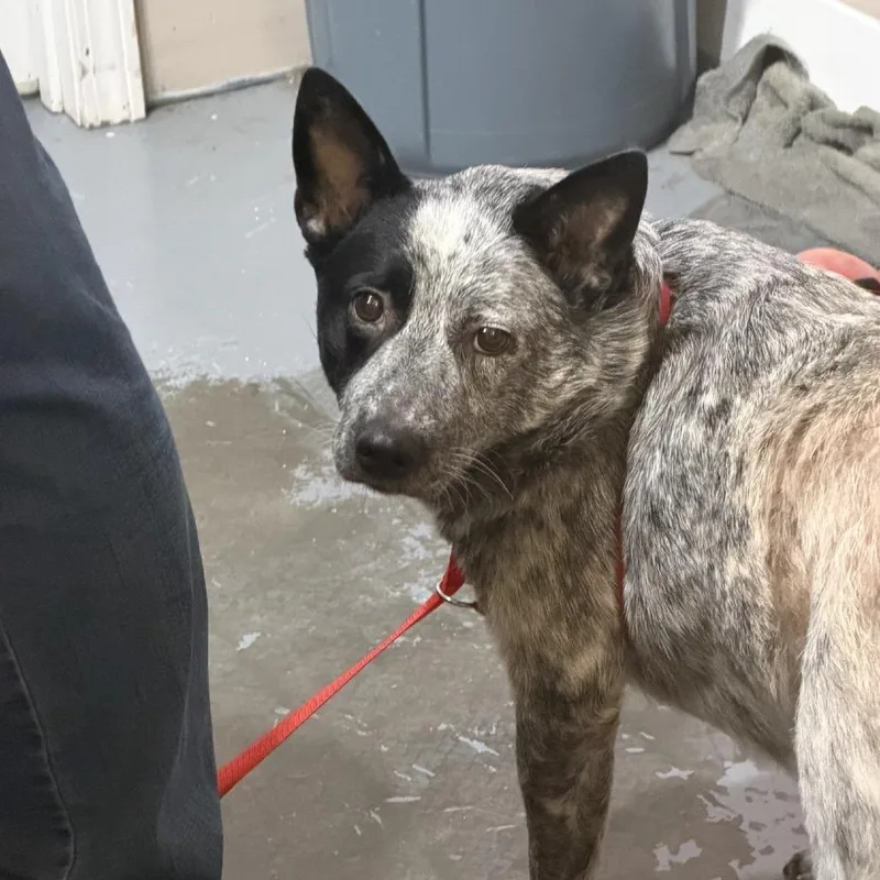 An adult medium-sized female Gray / Blue / Silver Australian Cattle Dog / Blue Heeler dog named Mia for adoption in Berea, KY