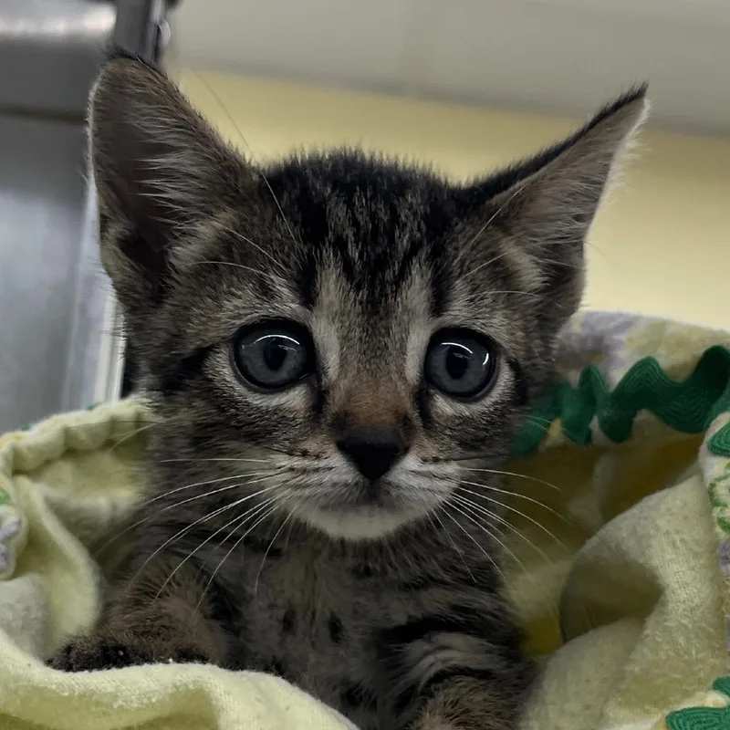 A baby small-sized female Gray / Blue / Silver Domestic Short Hair cat named Togepi for adoption in West Palm Beach, FL