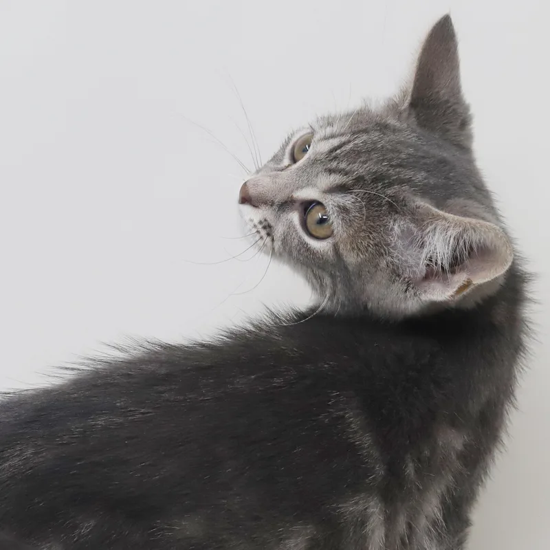 Booboo Is Our Bouncy thumbnail 4