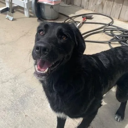 A young medium-sized female Black Retriever dog named Bella for adoption in Plainfield, IL