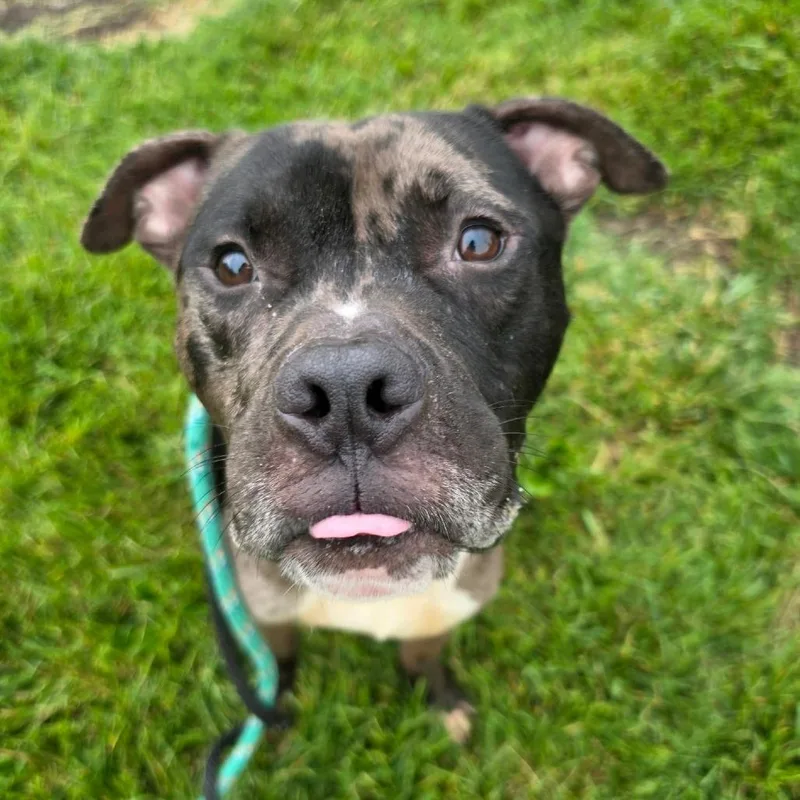 An adult medium-sized male Gray / Blue / Silver Catahoula Leopard Dog dog named Pictionary for adoption in St. Louis, MO