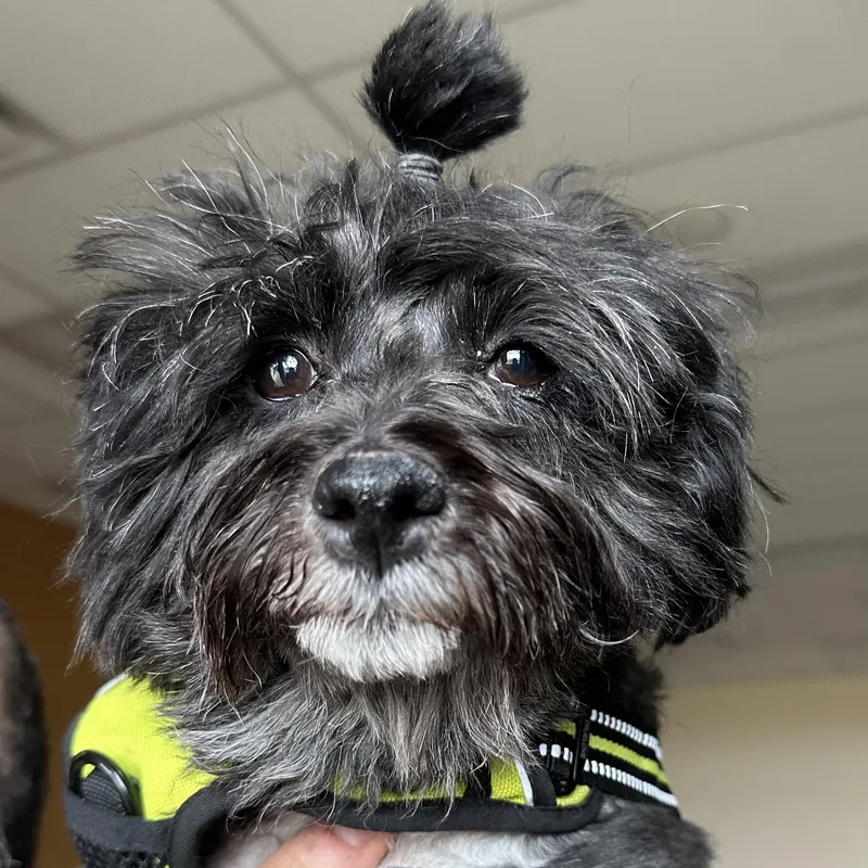 A senior small-sized female Havanese dog named Mabel In Colorado for adoption in Cumberland, ME
