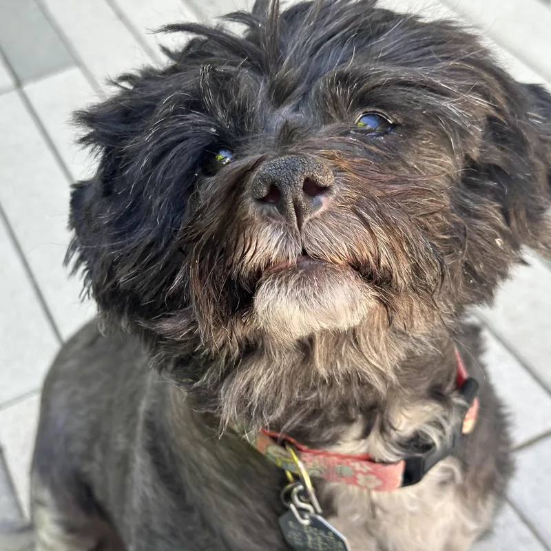 Mabel In Colorado thumbnail 3