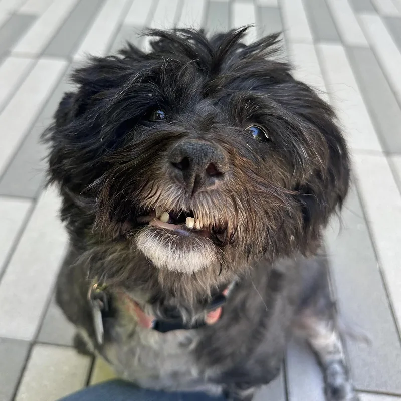 Mabel In Colorado thumbnail 5