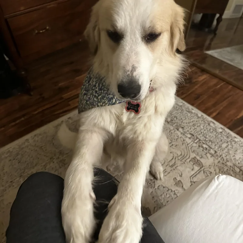 An adult large-sized female Great Pyrenees dog named Frances for adoption in Naperville, IL