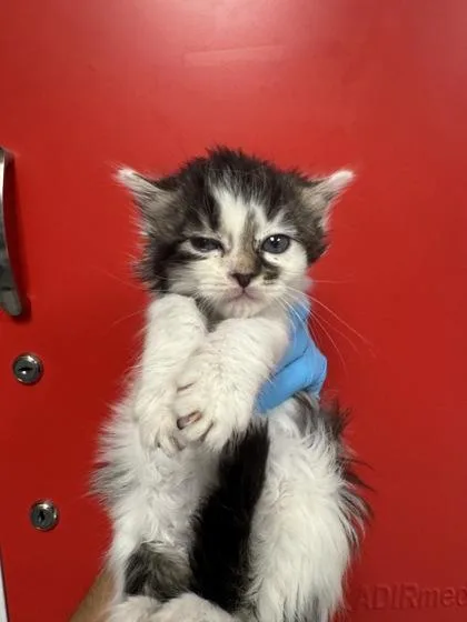 A young small-sized female Domestic Long Hair cat named B Batter for adoption in North Charleston, SC