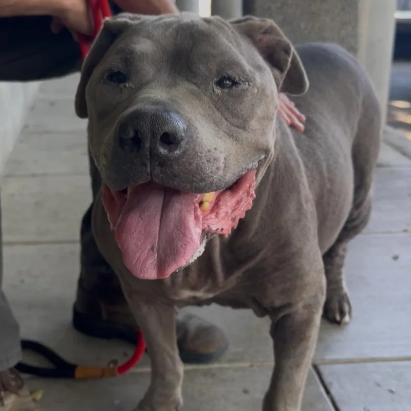A senior large-sized male Gray / Blue / Silver Staffordshire Bull Terrier dog named Big Fella for adoption in San Diego, CA