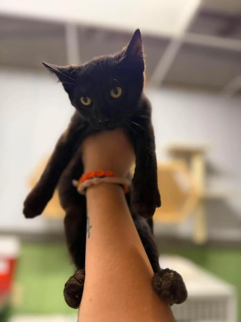 A young medium-sized male Black Domestic Short Hair cat named Briar for adoption in Leitchfield, KY