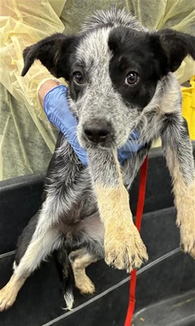 A baby small-sized female Australian Cattle Dog / Blue Heeler dog named Pandora for adoption in Phoenix, AZ