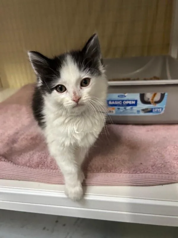 A baby medium-sized female Domestic Medium Hair cat named Nuggett for adoption in Diamond Springs, CA