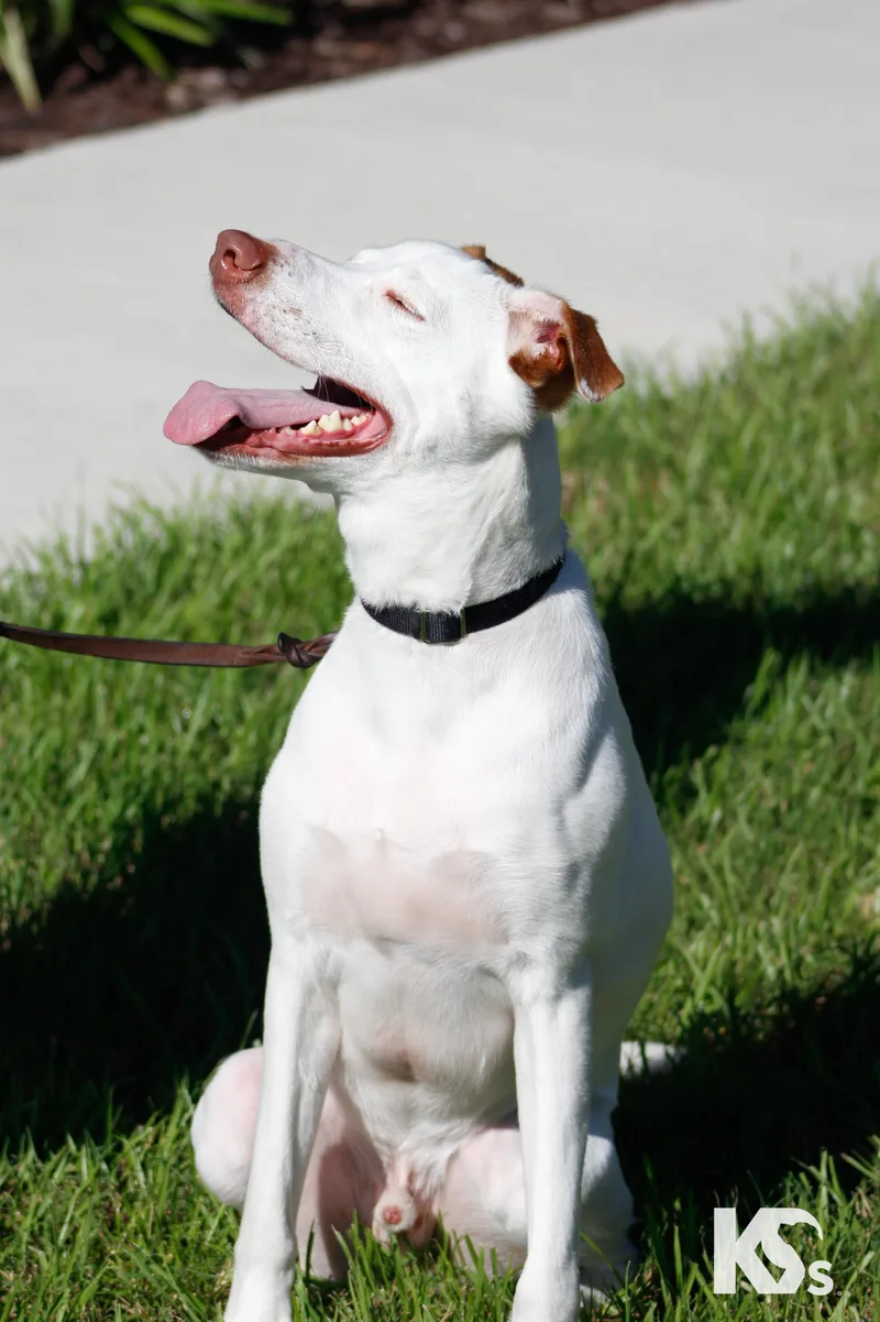 An adult large-sized male Smooth Collie dog named Scrapple for adoption in Ponte Vedra, FL