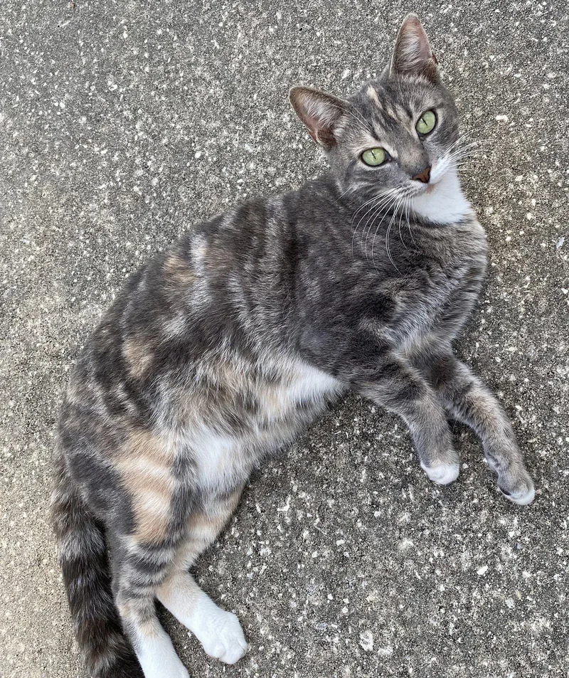 An adult medium-sized female Domestic Short Hair cat named Rachel .. for adoption in Apopka, FL