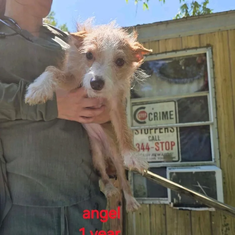 An adult small-sized female Red / Chestnut / Orange Chihuahua dog named Angel for adoption in Baton Rouge, LA
