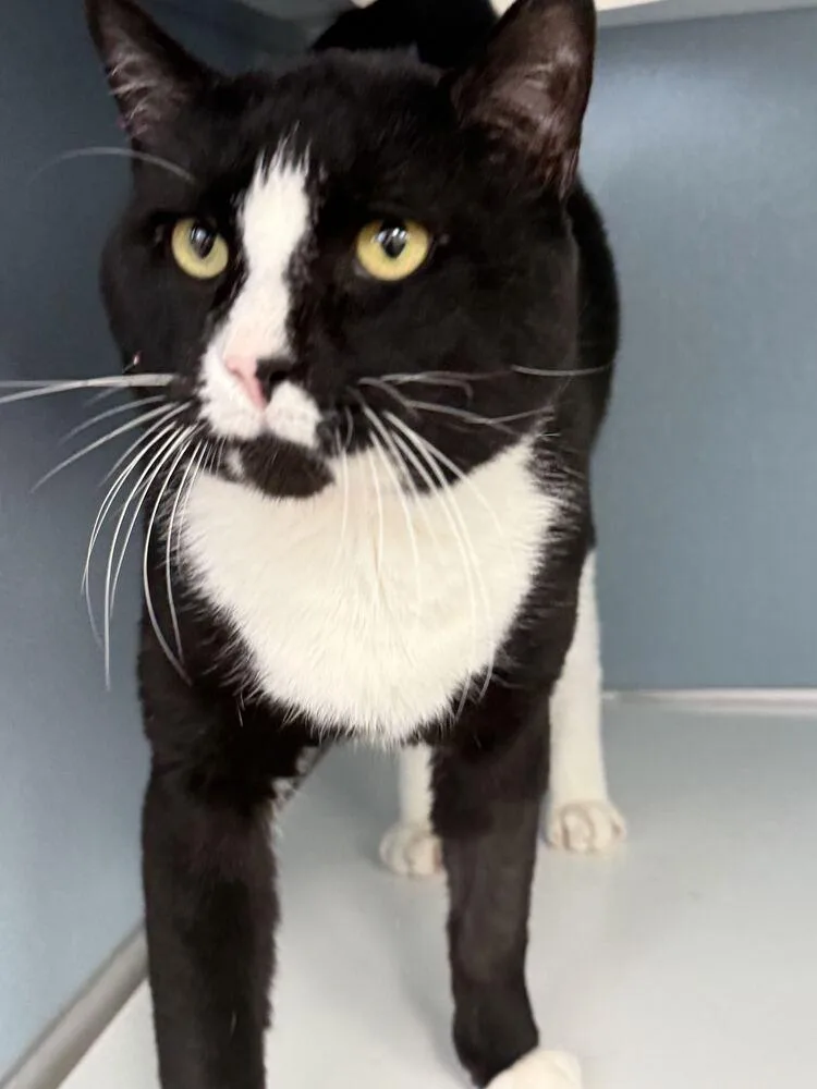 An adult large-sized male Domestic Short Hair cat named Fudge for adoption in Milltown, NJ