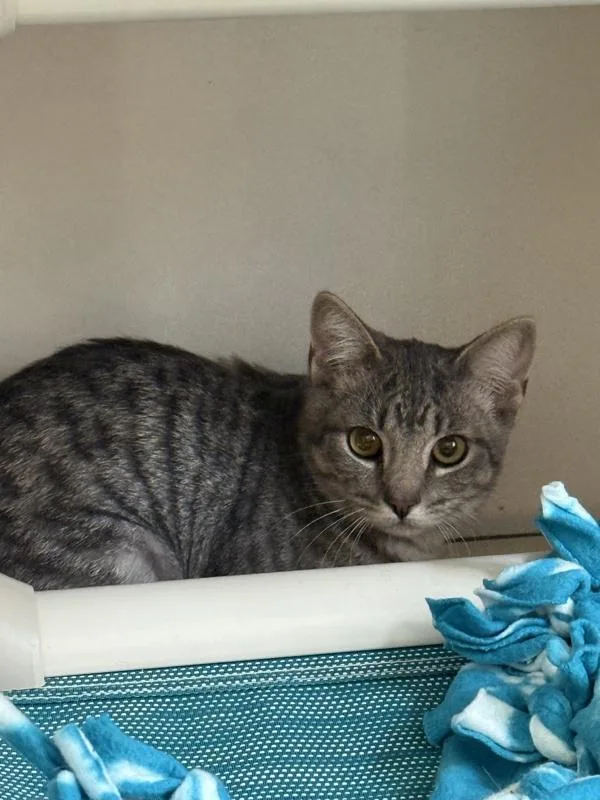 A young small-sized female Domestic Short Hair cat named Shine for adoption in San Diego, CA