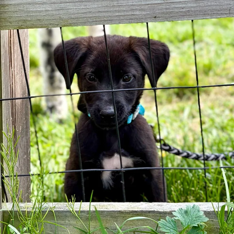 A baby medium-sized male Brindle Mixed Breed dog named Minkus for adoption in Baldwin, MD