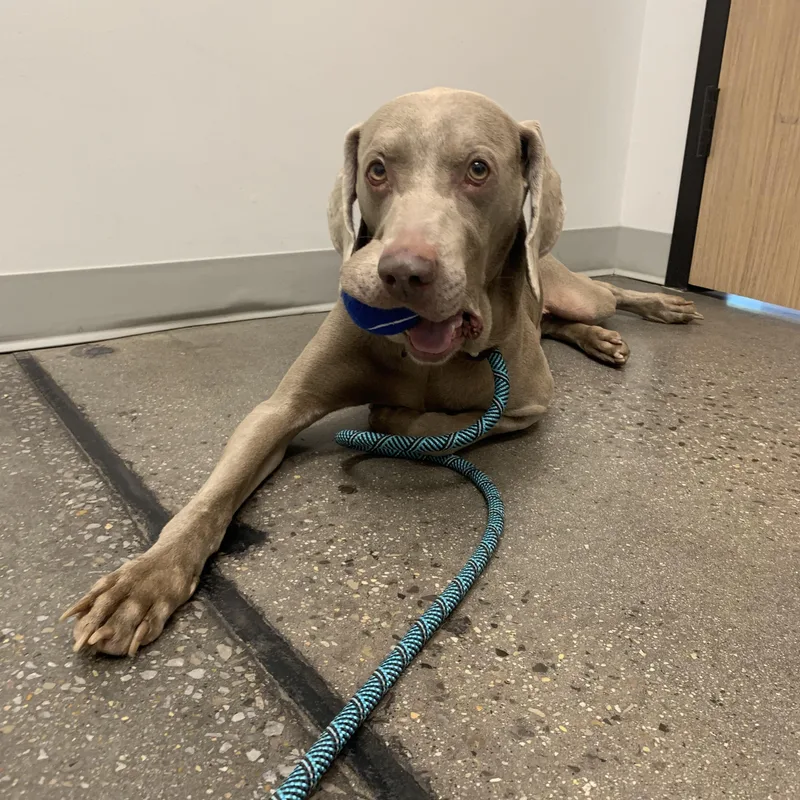 An adult medium-sized male Gray / Blue / Silver Weimaraner dog named Chance for adoption in Birmingham, AL