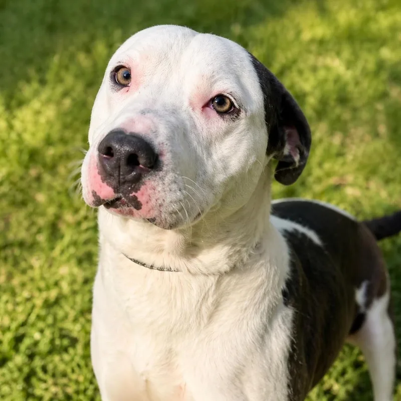 A young medium-sized male White / Cream Mixed Breed dog named Thompson for adoption in Cranston, RI