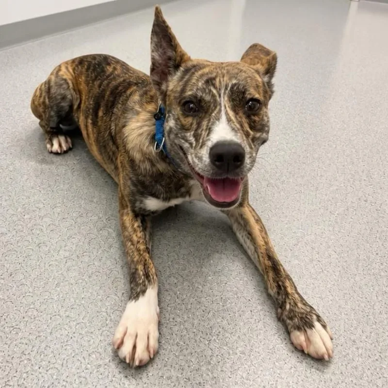 A young medium-sized male Brindle Mixed Breed dog named Jalapeno for adoption in Wheeling, IL