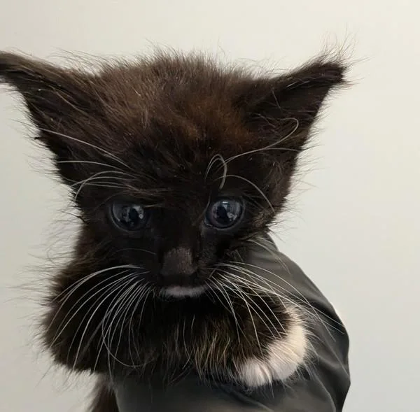 A baby small-sized female Domestic Short Hair cat named Padme for adoption in San Diego, CA
