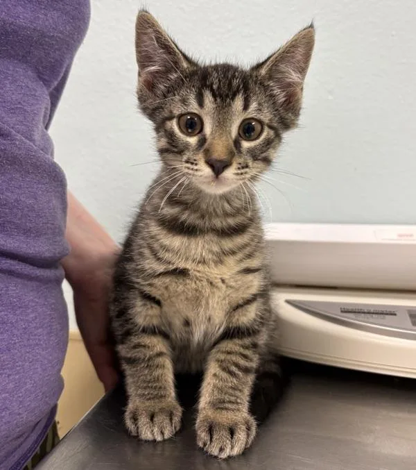 A baby medium-sized male Domestic Short Hair cat named Iceman for adoption in Sioux City, IA