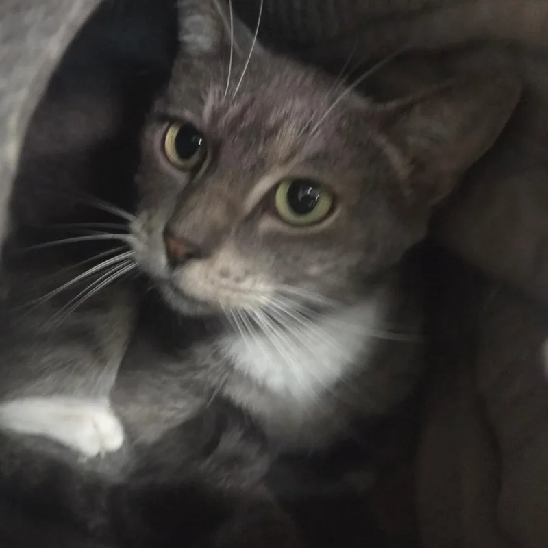 An adult medium-sized female Gray / Blue / Silver American Shorthair cat named Ava for adoption in San Jacinto, CA