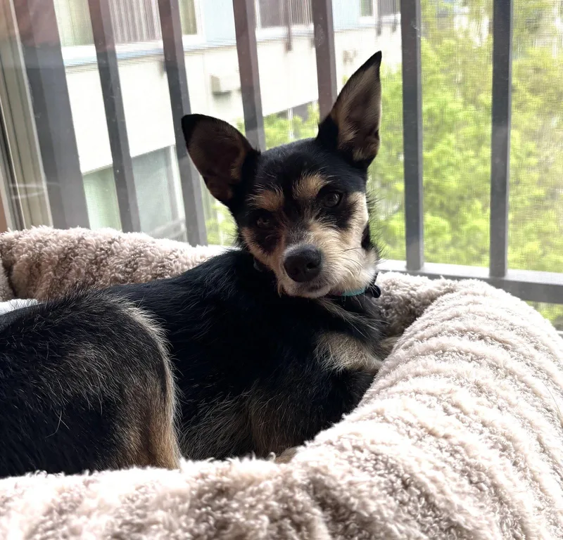 A young medium-sized male Terrier dog named Odie for adoption in Seattle, WA