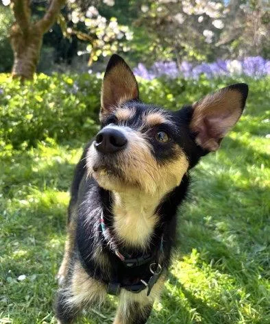Odie thumbnail 3