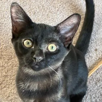 A baby small-sized female Black Domestic Short Hair cat named Destiny for adoption in Atlanta, GA