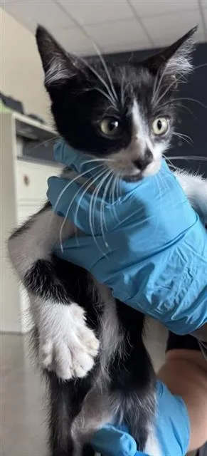 A baby small-sized male Domestic Short Hair cat named Billy for adoption in San Antonio, TX