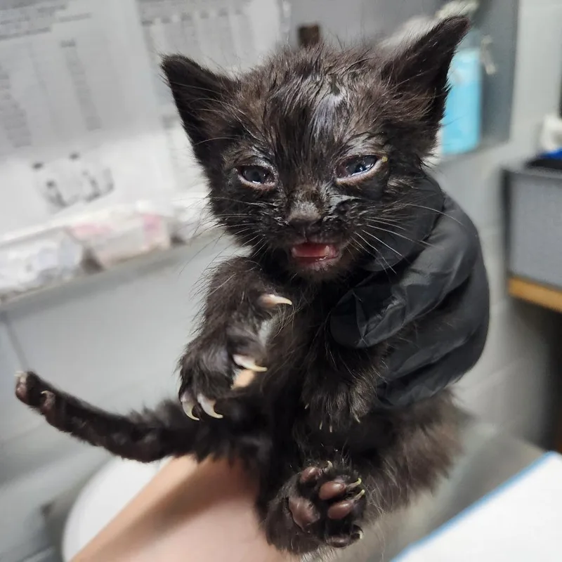 A baby small-sized male Black Domestic Short Hair cat named Figaro @ Petsmart On for adoption in Summerville, SC