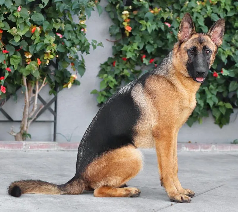 A young large-sized female Black German Shepherd Dog dog named Juneau von Jembke for adoption in Los Angeles, CA