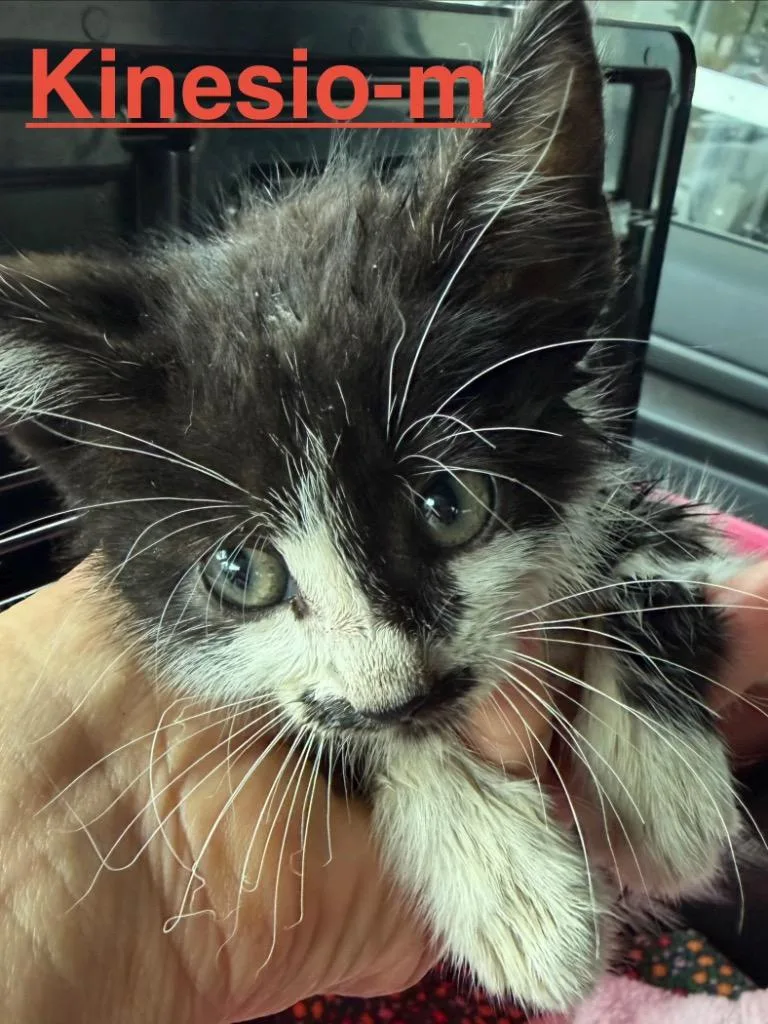 A baby small-sized male Tuxedo cat named Kinesio for adoption in Brookhaven, MS