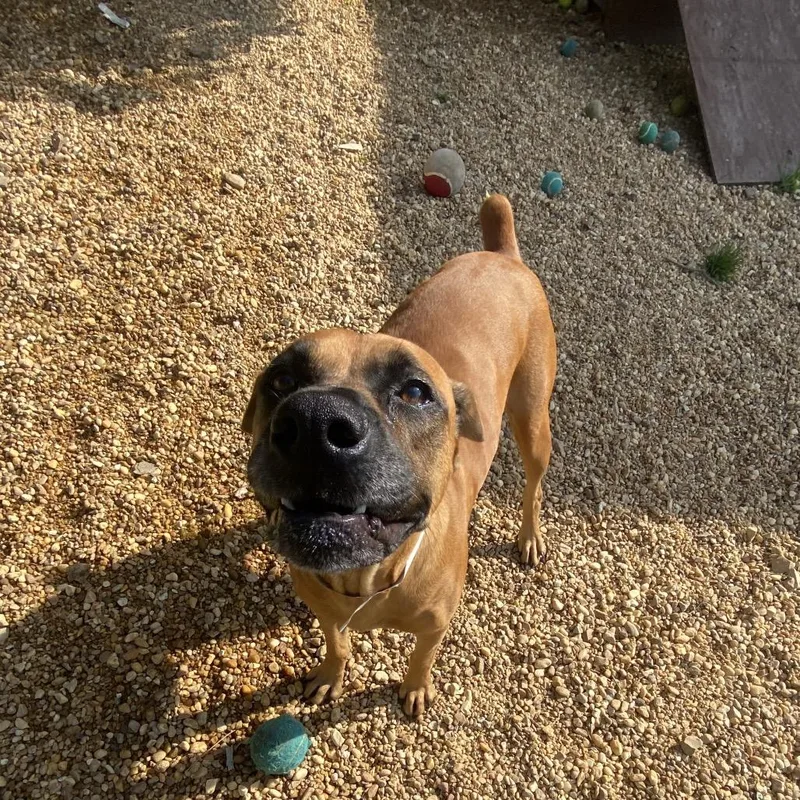 An adult medium-sized female Brown / Chocolate Black Mouth Cur dog named Adella for adoption in Birmingham, AL
