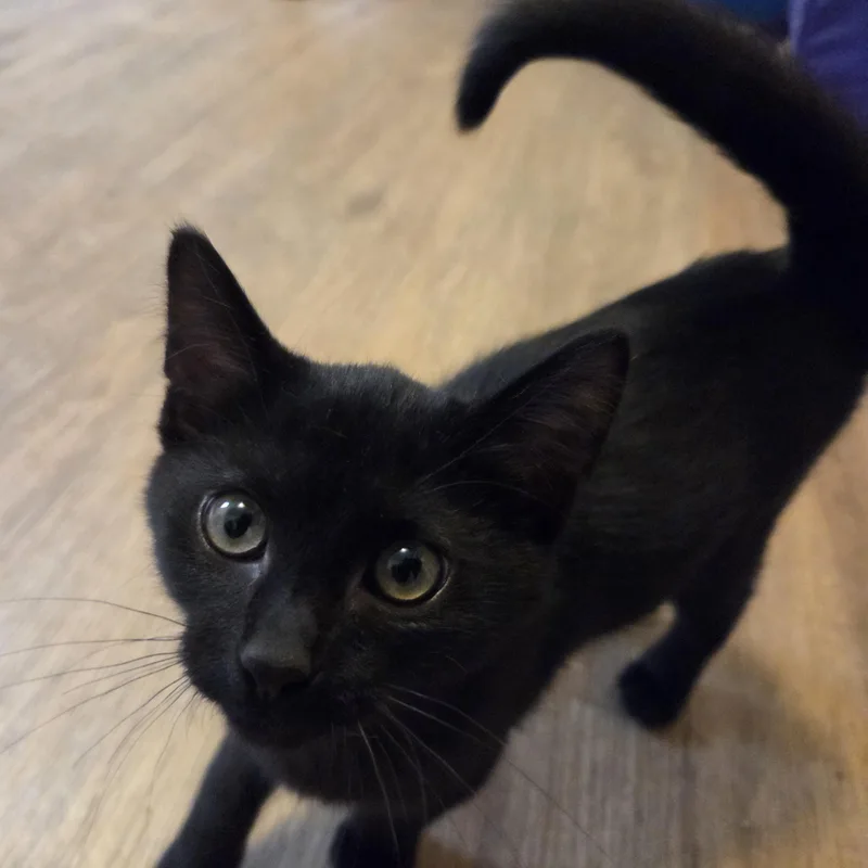 A baby small-sized male Domestic Short Hair cat named Eddie for adoption in Manistique, MI