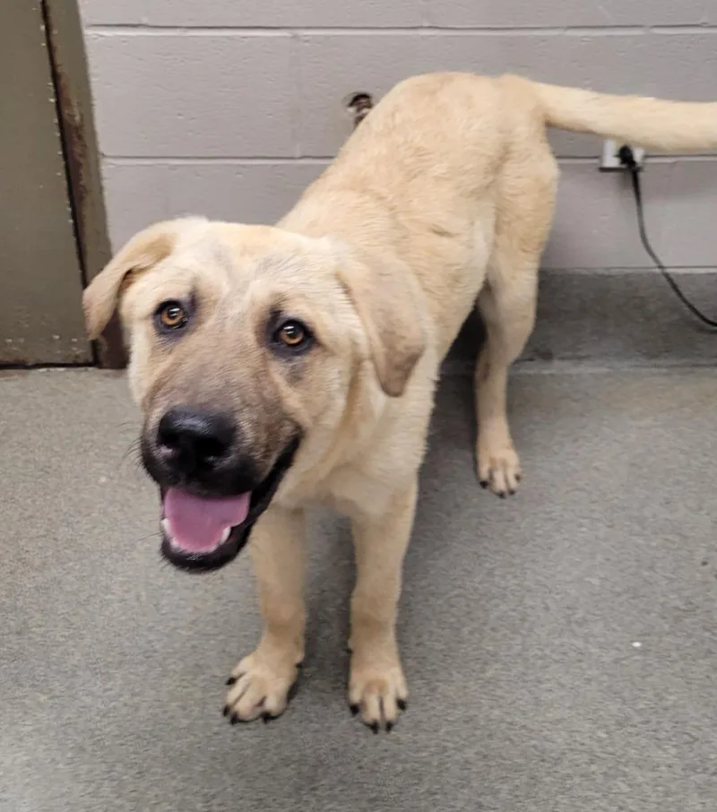 A baby large-sized male Anatolian Shepherd dog named Shaquille for adoption in Hopkinsville, KY