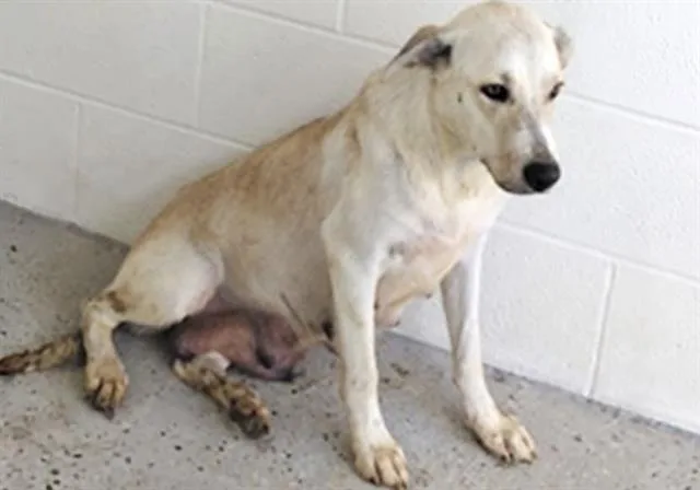 A young large-sized female Labrador Retriever dog named A for adoption in Houston, TX