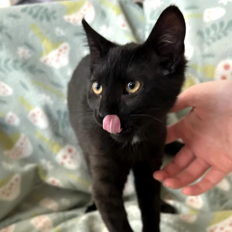 A young medium-sized female Black Domestic Short Hair cat named Harper for adoption in Blackfoot, ID