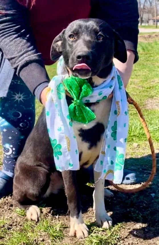 Lily Lab thumbnail 2