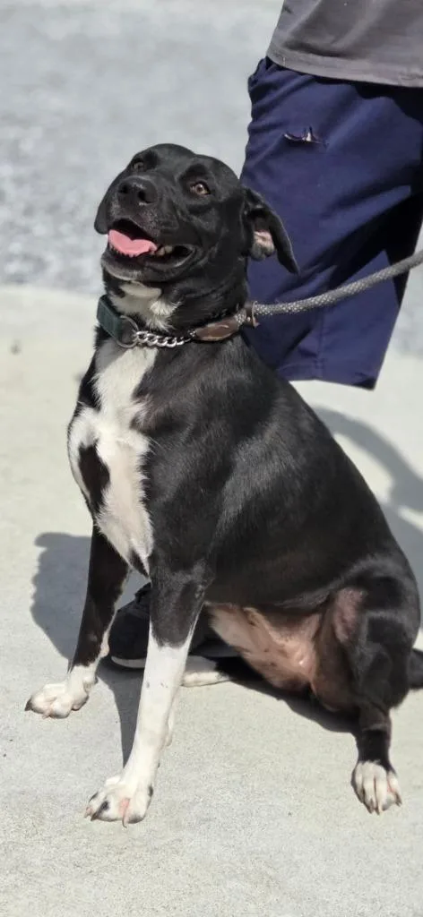 Lily Lab thumbnail 3