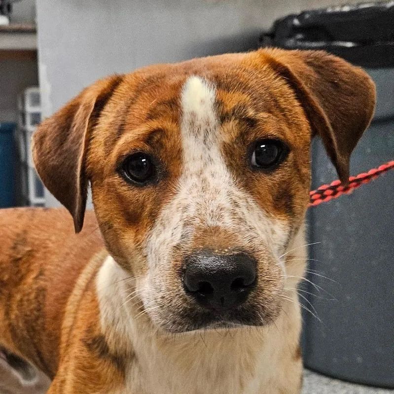 A young medium-sized male Brown / Chocolate Hound dog named Mario for adoption in Greenville, SC