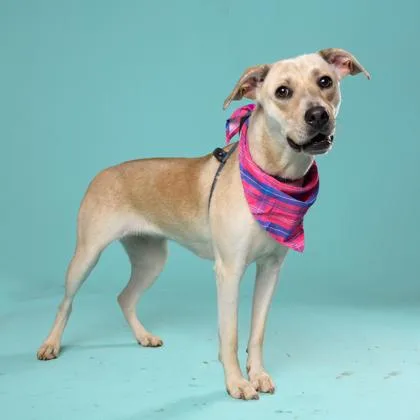 An adult large-sized female Mixed Breed dog named Kira for adoption in Atlanta, GA