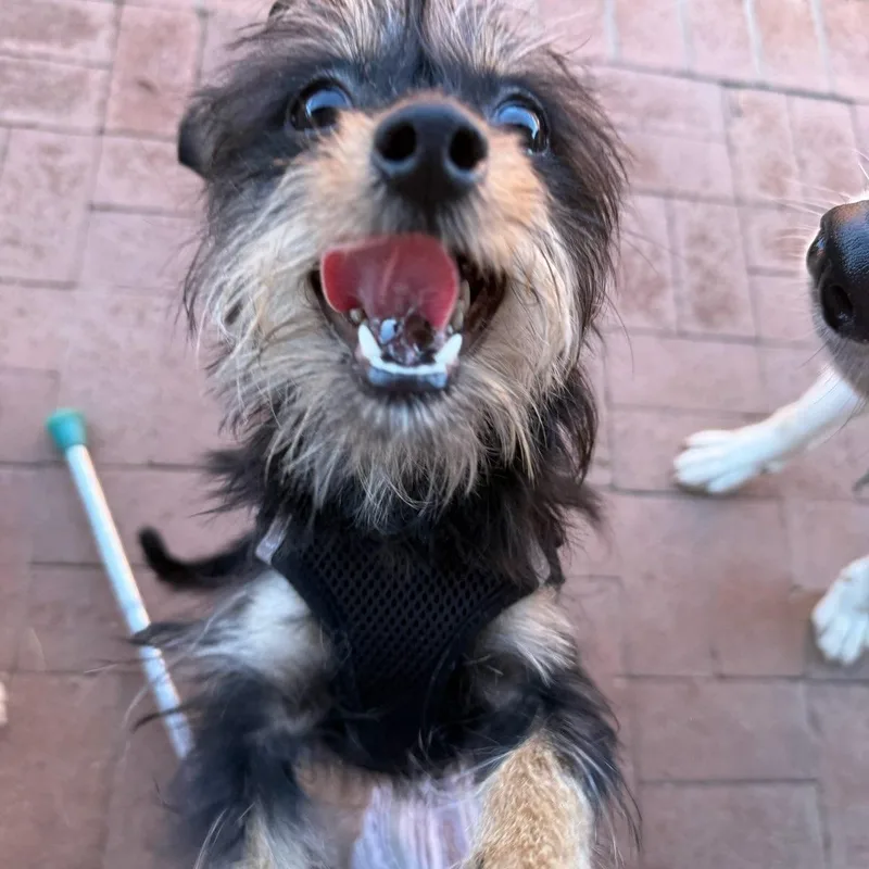 Honeybear thumbnail 2