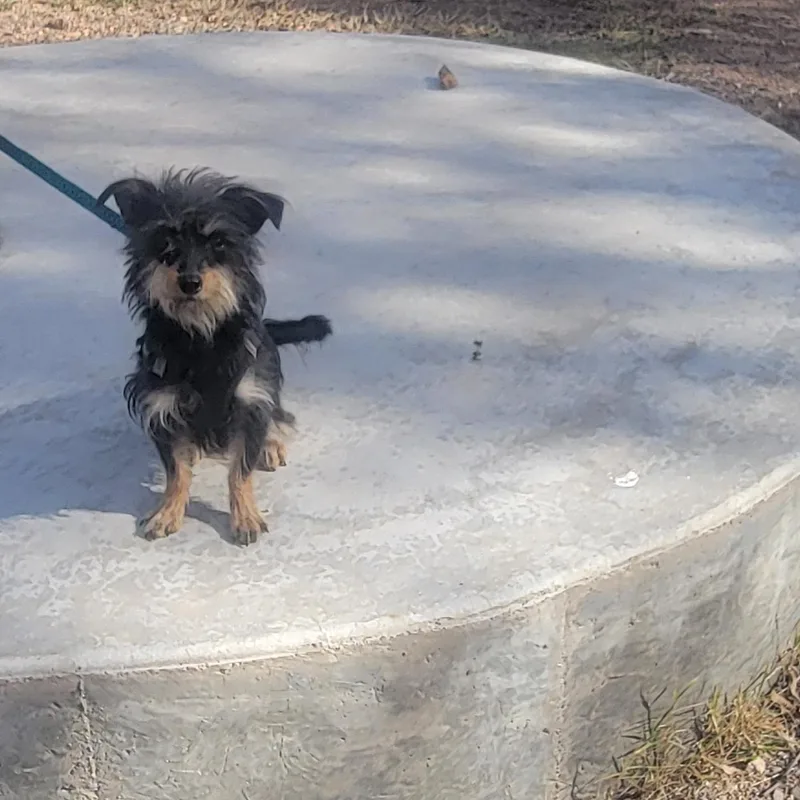 Honeybear thumbnail 3