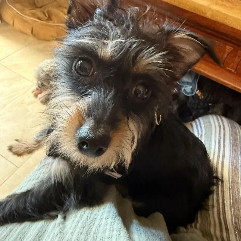 Honeybear thumbnail 5