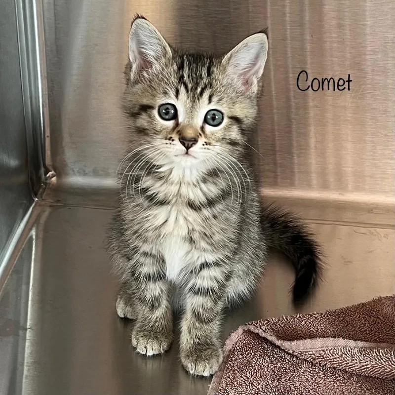 Comet thumbnail 2