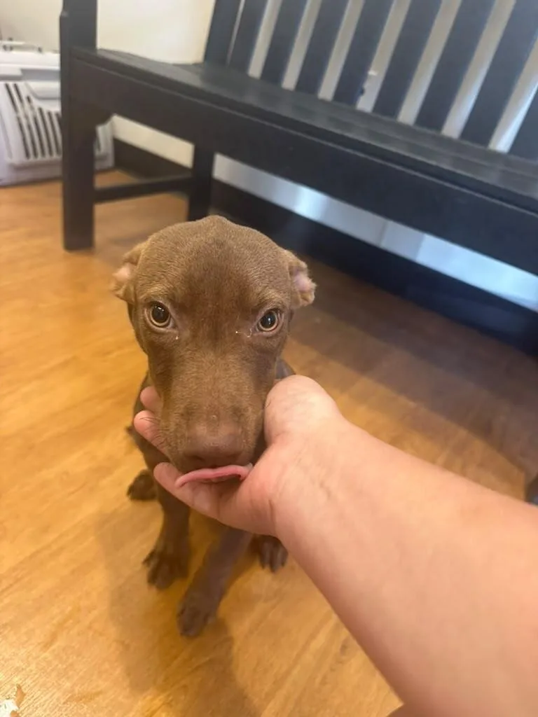 A baby medium-sized male Chocolate Labrador Retriever dog named Gizmo for adoption in Houston, TX