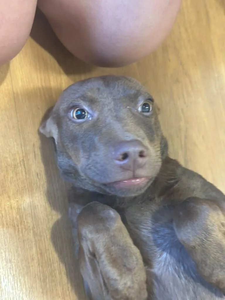 Gizmo thumbnail 2