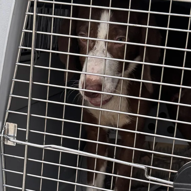 A young medium-sized male Brown / Chocolate Retriever dog named Mario aka D for adoption in Marion, VA